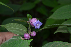 Strobilanthes lupulinus